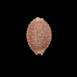 BC455 Nucleolaria hinuhinu - THE REAL THING
