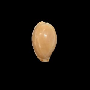 BC457 Notocypraea subcarnea - RARELY OFFERED