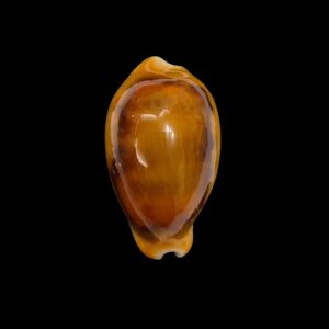 BC458 Neobernaya spadicea - ORANGE PATTERN
