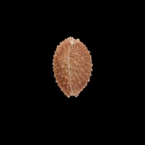 BC460 Staphylaea granulata - TOP ONE