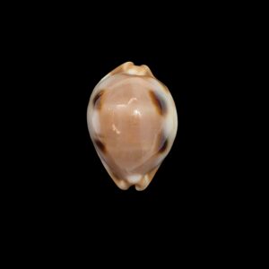 BC462 Luria tessellata - LARGE BEAUTY
