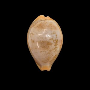 BC463 Austrasiatica langfordi poppeorum