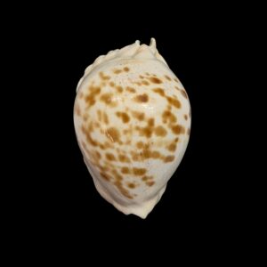 BC466 Zoila marginata orientalis
