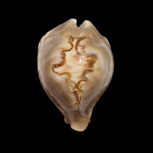 BC467 Barycypraea fultoni amorimi - A GREAT BEAUTY