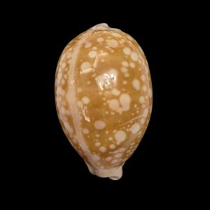 BC469 Callistocypraea nivosa - BIG SIZE