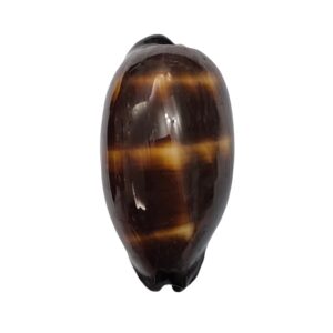 BC470 Talparia talpa - BLACK FORM
