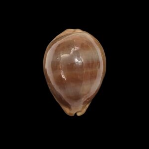 BC472 Lyncina sulcidentata - LARGE