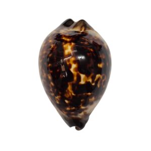 BC449 Zoila eludens - BLACK DORSUM