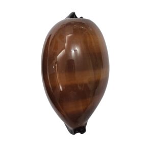 BC474 Talparia exusta - XL BEAUTY