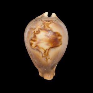 BC475 Barycypraea fultoni massieri