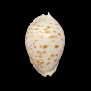 BC476 Zoila marginata orientalis - BIG SIZE