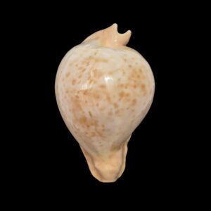 BC477 Umbilia petilirostris - SELECTED