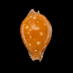 BC478 Perisserosa guttata - STUNNING