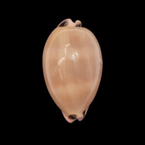 BC479 Luria pulchra sinaiensis
