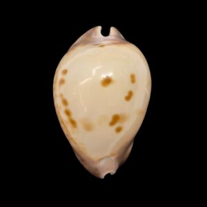 BC481 Zoila venusta roseopuntata - SELECTED