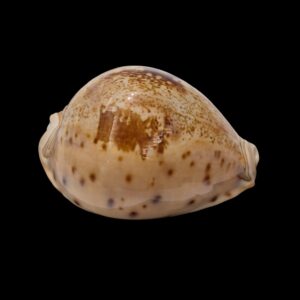BC482 Leporicypraea valentia