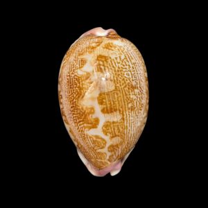 BC483 Leporicypraea mappa rosea