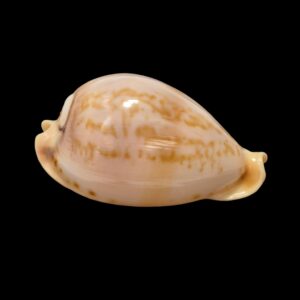 BC484 Nesiocypraea teramachii - PATTERNFUL