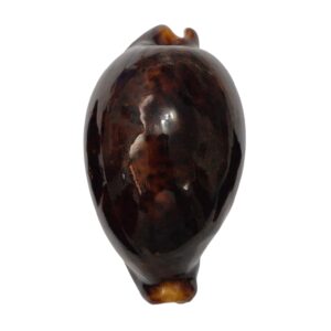 BC485 Cypraea pantherina - GREAT MELANISTIC FORM