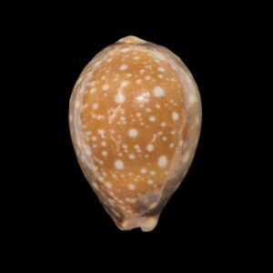 BC486 Lyncina vitellus - FROM HAWAII