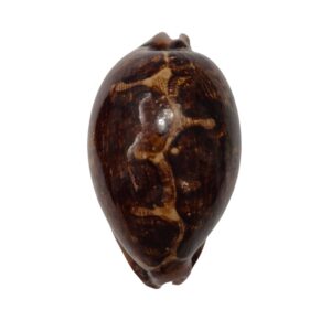BC488 Leporicypraea mappa montrouzieri - MELANISTIC FORM