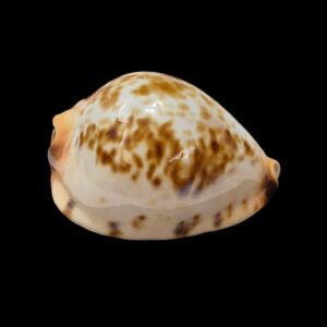 BC489 Zoila jeaniana "specie" - AWESOME COLORS