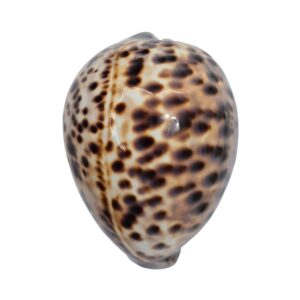 BC491 Cypraea tigris schilderiana - MASTODONTIC