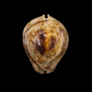 BC492 Trona stercoraria tumulosa