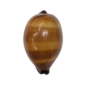 BC494 Talparia exusta - GREAT SHAPE