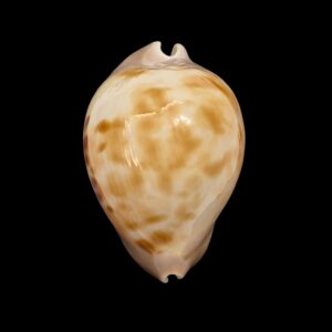 BC495 Zoila venusta roseopunctata