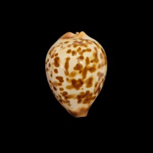 BC496 Zoila perlae - OLD POPULATION