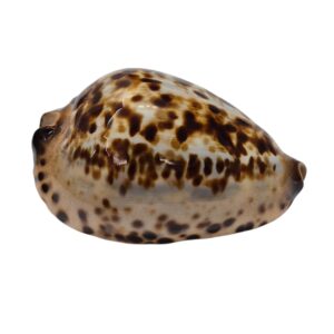 BC497 Zoila jeaniana - GREAT COLORS