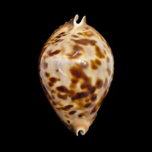 BC498 Zoila friendii vercoi