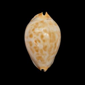 BC500 Zoila jeaniana golden ("f. honey") - NEW POPULATION