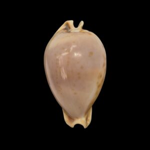 BC507 Nesiocypraea teramachii - BIG SIZE
