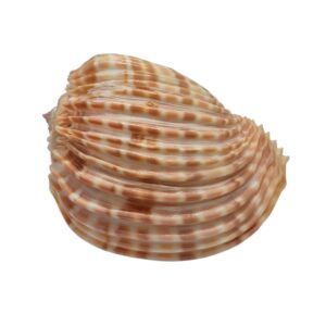 BC501 Harpa costata - A GIANT!