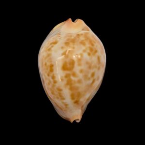BC506 Zoila jeaniana walkeri