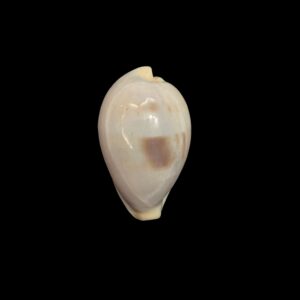 BC511 Erronea angioyorum
