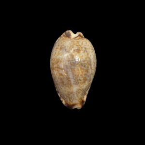 BC512 Pseudozonaria nigropunctata - BIG SIZE