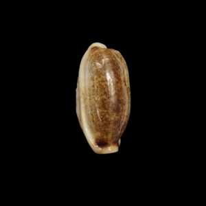 BC514 Erronea cylindrica lenella - N.R.
