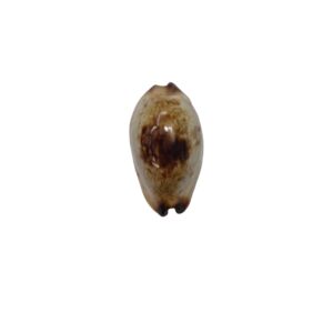 BC525 Purpuradusta gracilis - N. R.