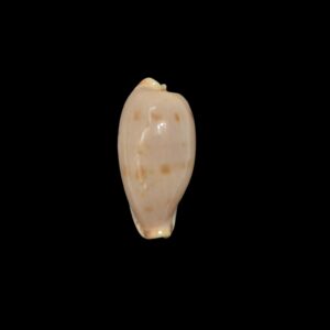 BC520 Erronea rabaulensis - BIG SIZE