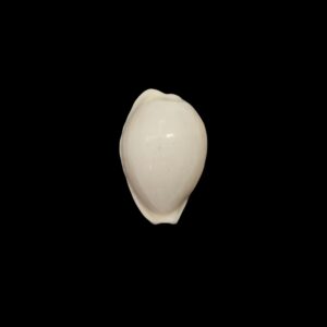 BC523 Cribrarula pelliserpentis - UNIQUE ALBINO FORM