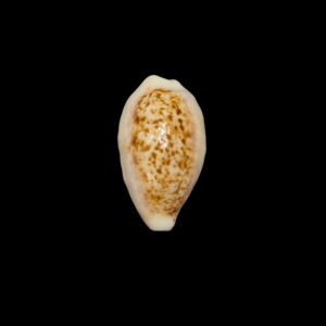 BC524 Eclogavena coxeni - BIG SIZE