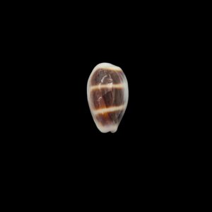 BC517 Palmadusta asellus f. armadillo