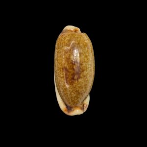 BC529 Erronea cylindrica - N.R.