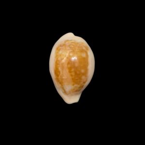 BC532 Zonaria angelicae - DARK PATTERN