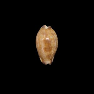 BC530 Pseudozonaria nigropunctata - DWARF FORM