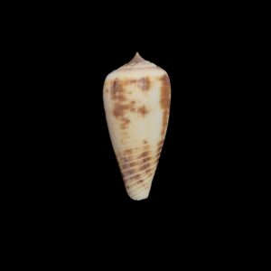BC516 Conus rokokorum - SELDOM OFFERED