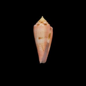 BC526 Conus granulatus w/o